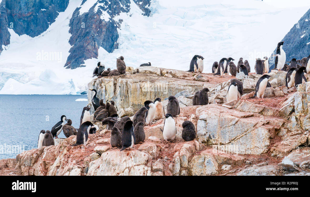Chicks and adult Adelie penguins, Pygoscelis adeliae, and Antarctic shags on Petermann Island, Antarctic Peninsula, Antarctica Stock Photo
