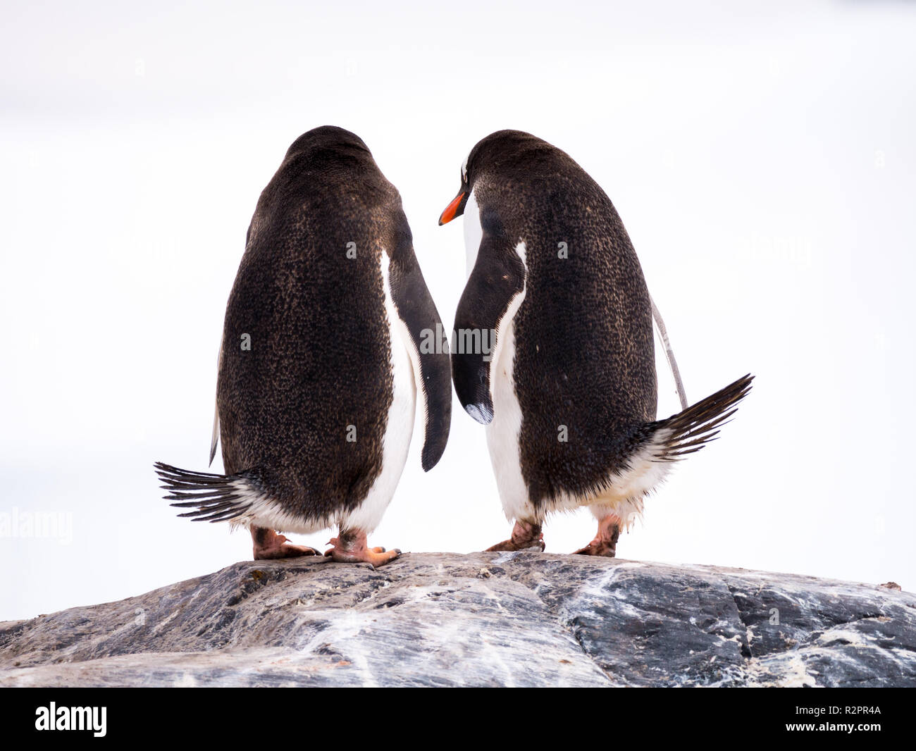 Rear view of pair of Gentoo penguins, Pygoscelis papua, standing on rock, Mikkelsen Harbour, Trinity Island, Antarctic Peninsula, Antarctica Stock Photo