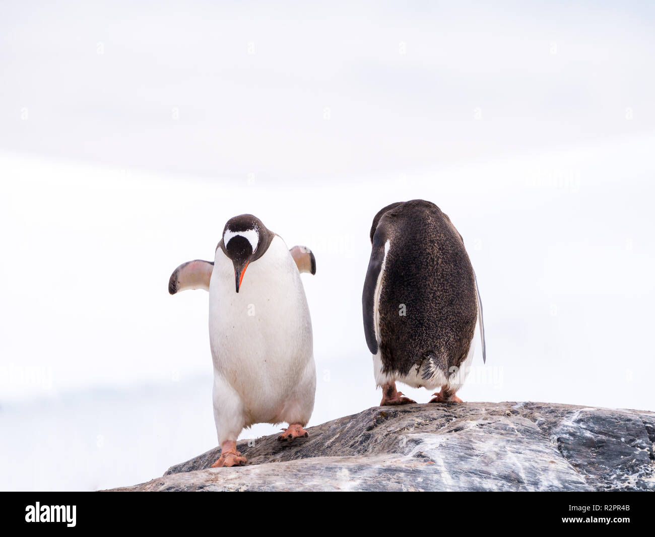 Pair of Gentoo penguins, Pygoscelis papua, standing on rock, Mikkelsen Harbour, Trinity Island, Antarctic Peninsula, Antarctica Stock Photo