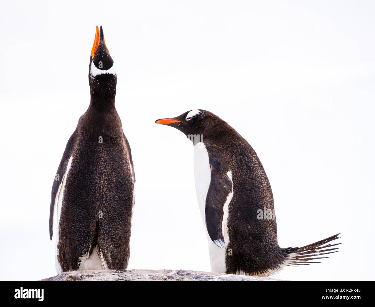 Pair of Gentoo penguins, Pygoscelis papua, side by side, one calling and one bowing, Mikkelsen Harbour, Trinity Island, Antarctic Peninsula, Antarctic Stock Photo