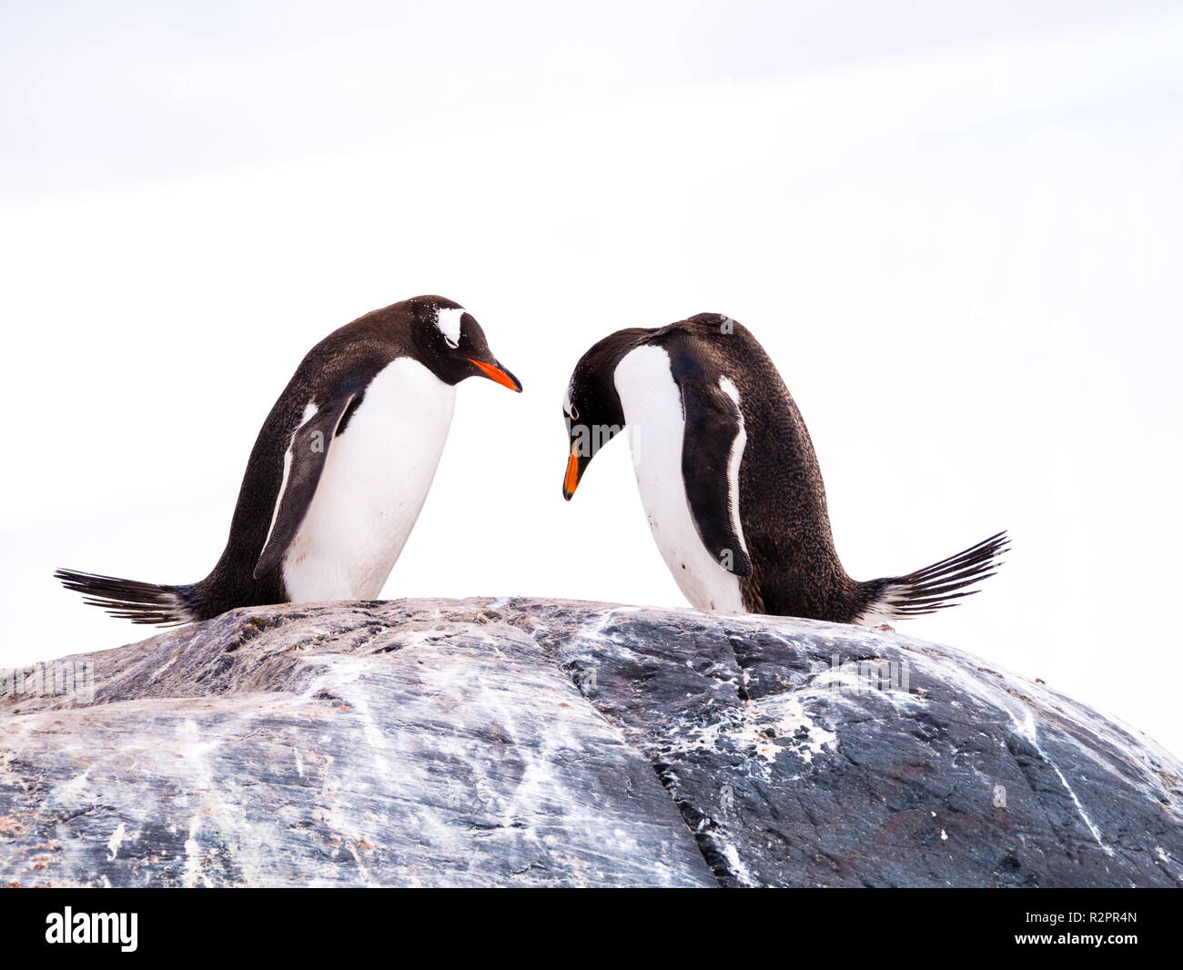 Pair of Gentoo penguins, Pygoscelis papua, standing side by side on rock and bowing, Mikkelsen Harbour, Trinity Island, Antarctic Peninsula, Antarctic Stock Photo