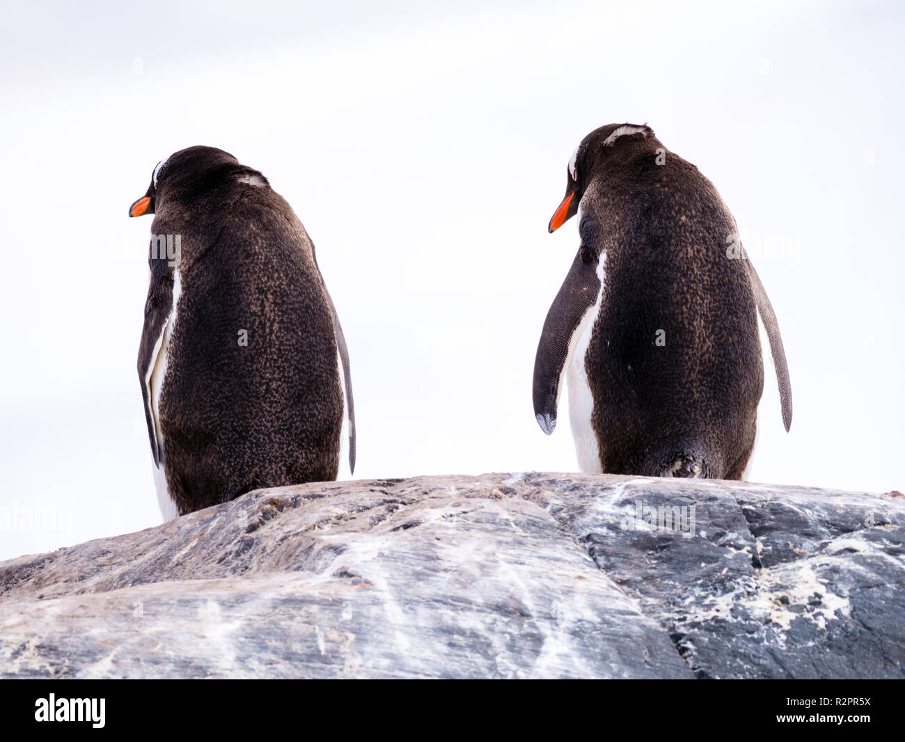 Rear view of pair of Gentoo penguins, Pygoscelis papua, standing on rock, Mikkelsen Harbour, Trinity Island, Antarctic Peninsula, Antarctica Stock Photo