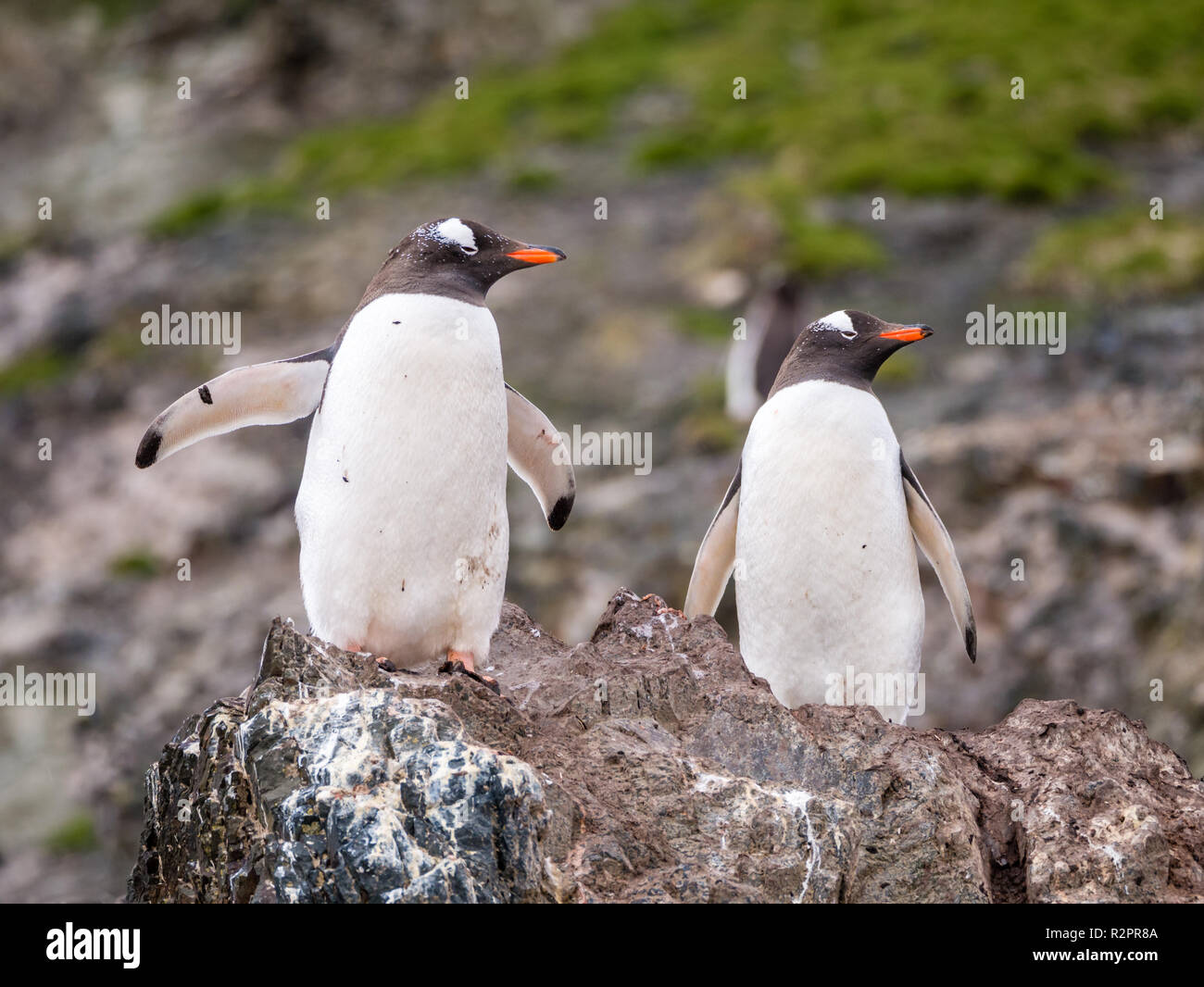 Pair of gentoo penguins, Pygoscelis papua, standing on rock, Hannah Point, Livingston Island, South Shetland Islands, Antarctica Stock Photo