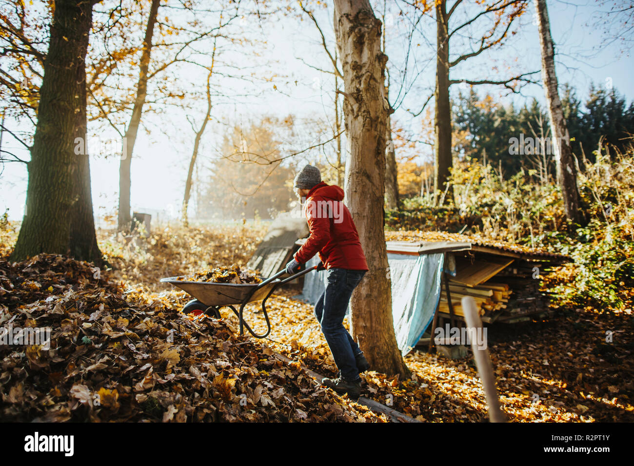 photo of caucasian man wearing a red jacket who is pushing a wheelbarrow full of leaves up a pile of foliage Stock Photo
