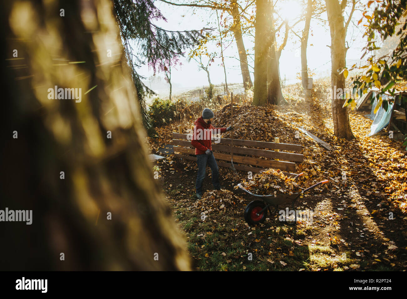 photo of caucasian man wearing a red jacket who is filling a wheelbarrow with leaves Stock Photo