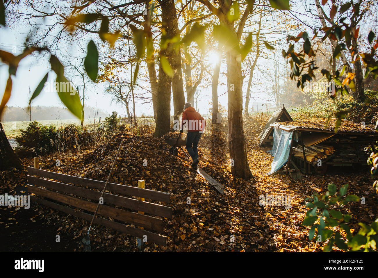 photo of caucasian man wearing a red jacket who is pushing a wheelbarrow full of leaves up a pile of foliage Stock Photo