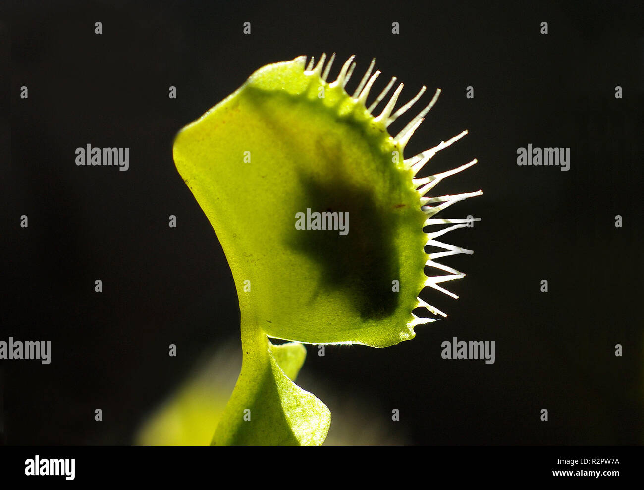 venus flytrap Stock Photo