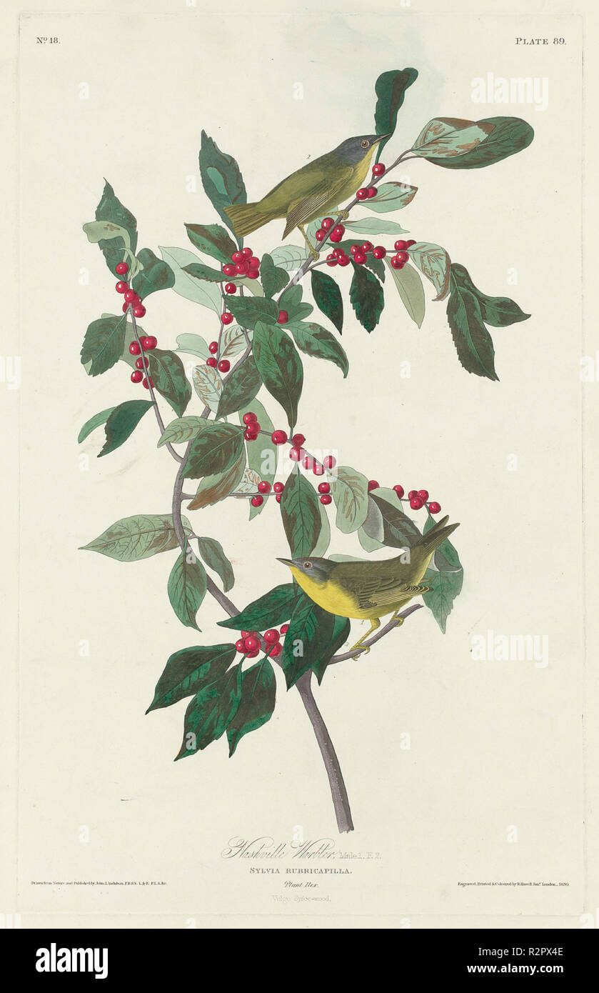 Nashville Warbler. Dated: 1830. Medium: hand-colored etching and aquatint on Whatman paper. Museum: National Gallery of Art, Washington DC. Author: Robert Havell after John James Audubon. Stock Photo