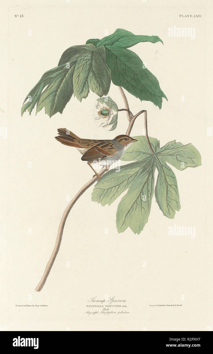 Swamp Sparrow. Dated: 1829. Medium: hand-colored etching and aquatint on Whatman paper. Museum: National Gallery of Art, Washington DC. Author: Robert Havell after John James Audubon. Stock Photo