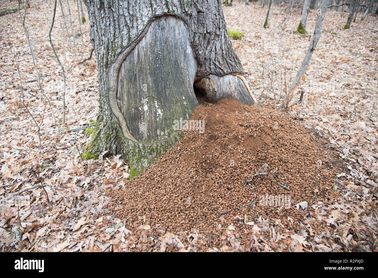 Porcupine poop piled at the base of a forest tree in Minnesota in the U