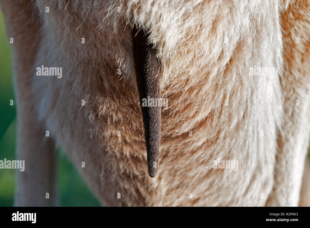 close up of female western grey kangaroo pouch with joey tail sticking