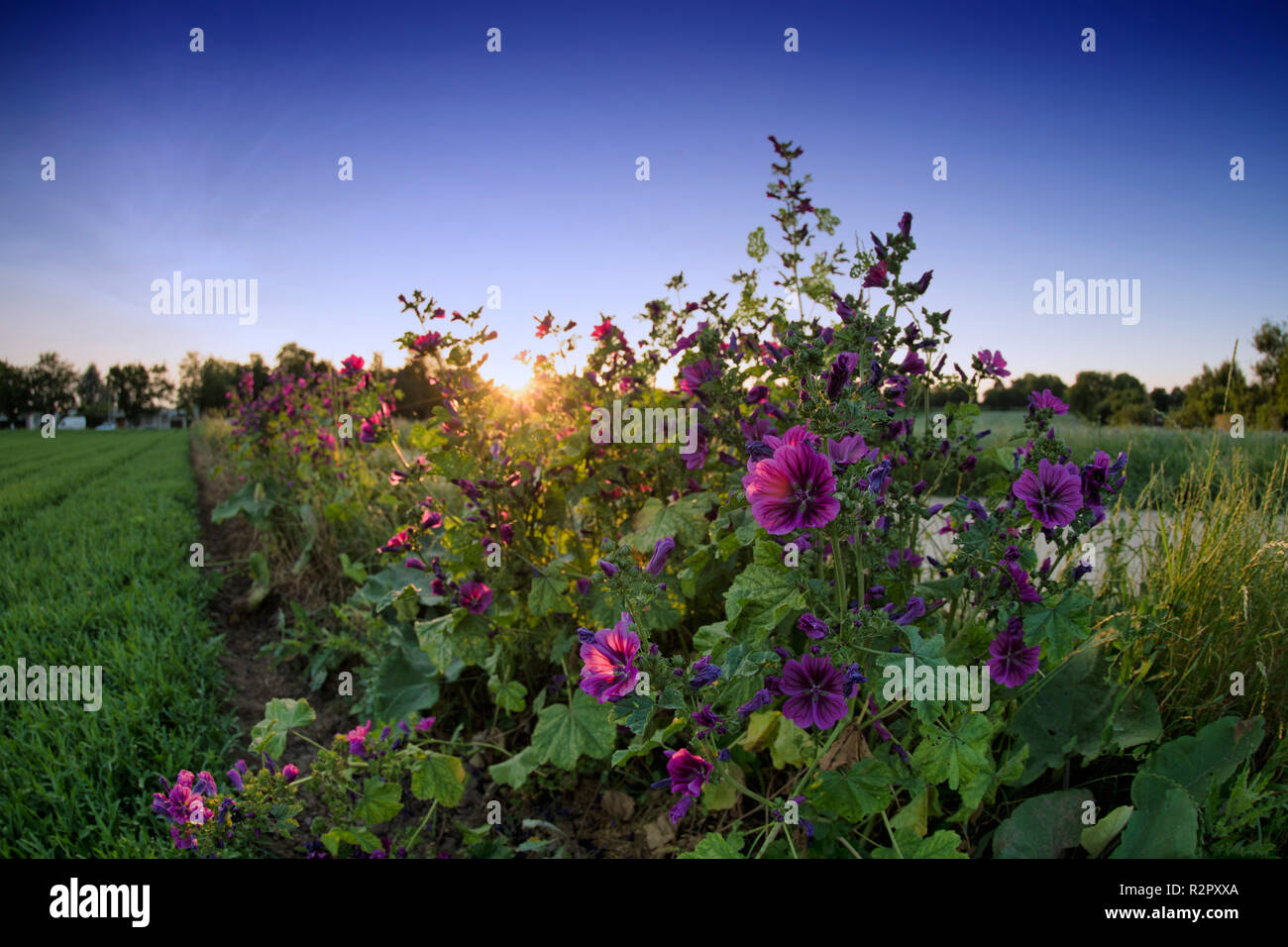 Mallow-wort or annual mallow, roadside, Stuttgart, Baden-Württemberg, Germany Stock Photo