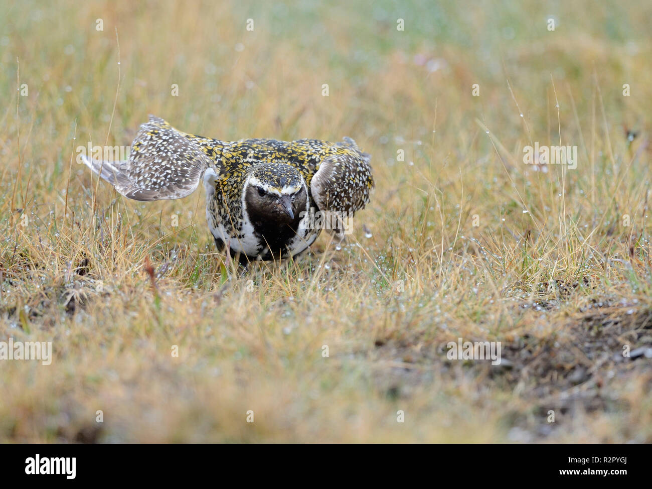 Eurasian golden plover, Pluvialis apricaria, distracting predators, Iceland Stock Photo
