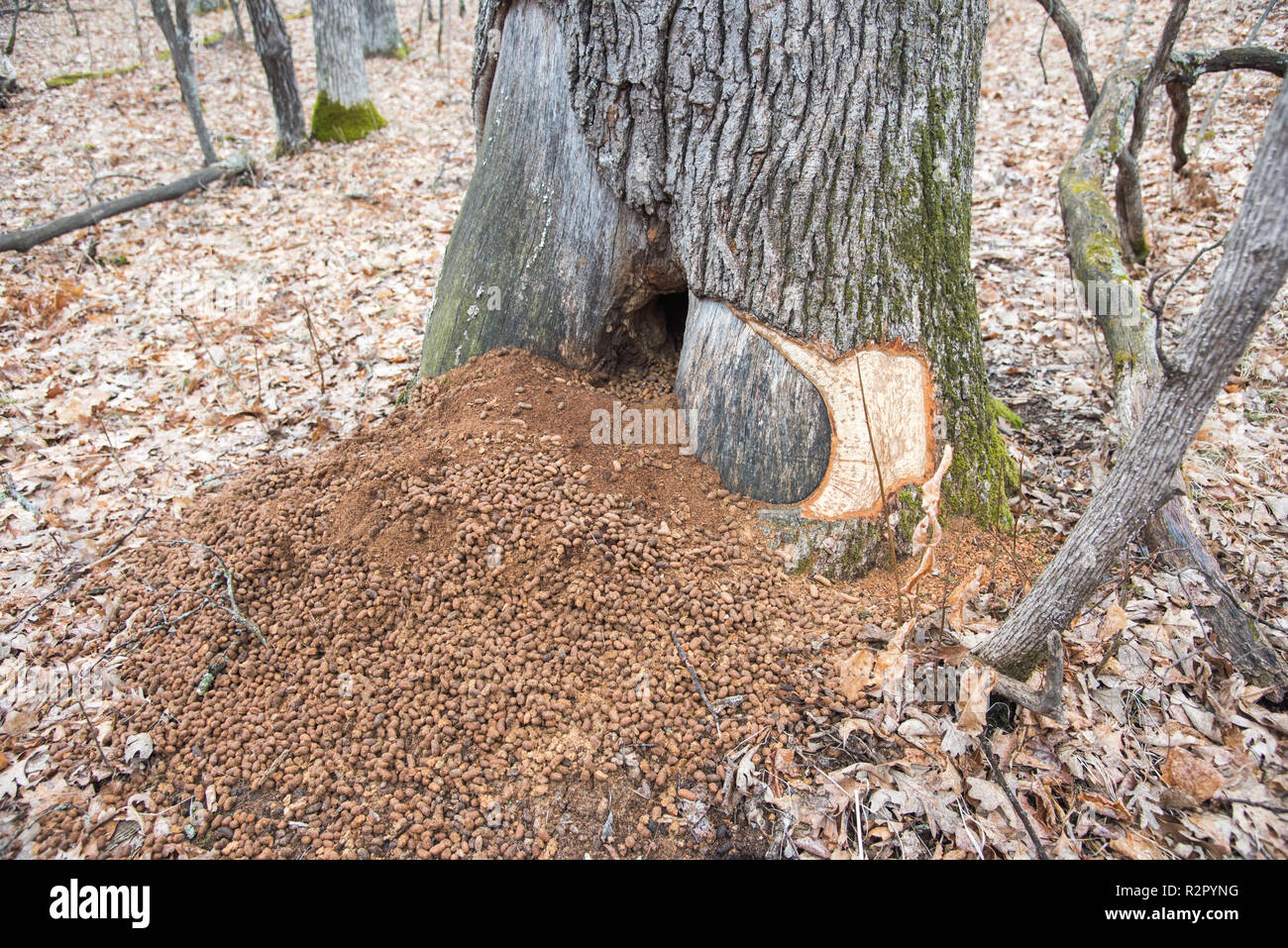 Porcupine poop piled at the base of a forest tree in Minnesota in the U