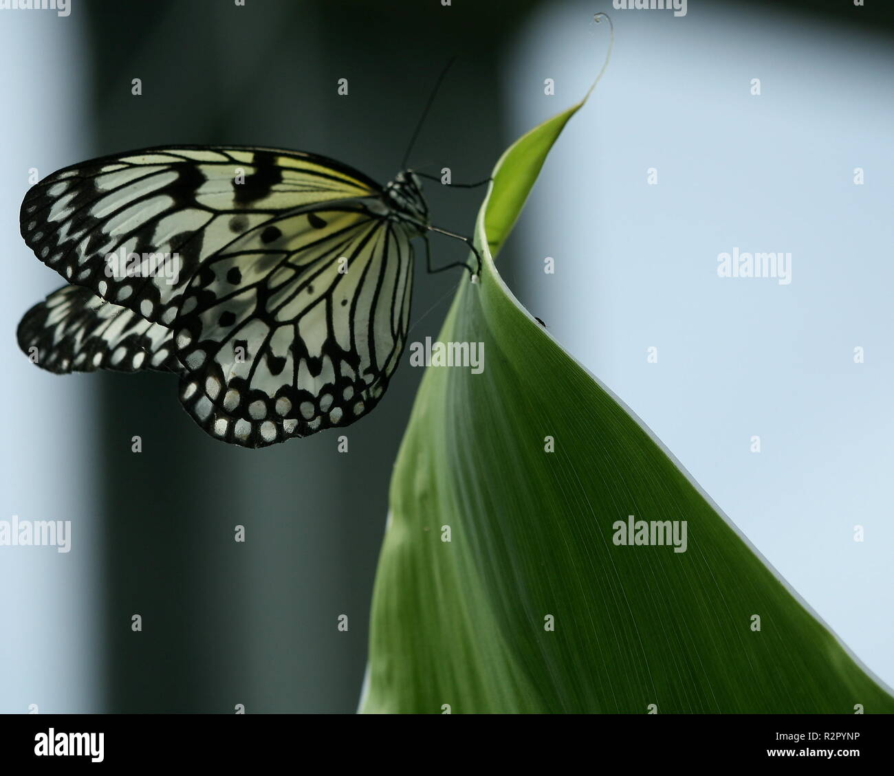 paper kite butterfly Stock Photo Alamy