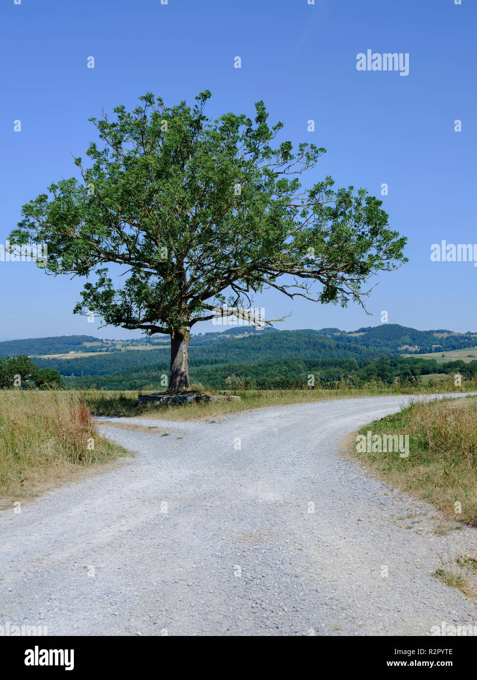 Ash tree at a fork in the road hi-res stock photography and images - Alamy