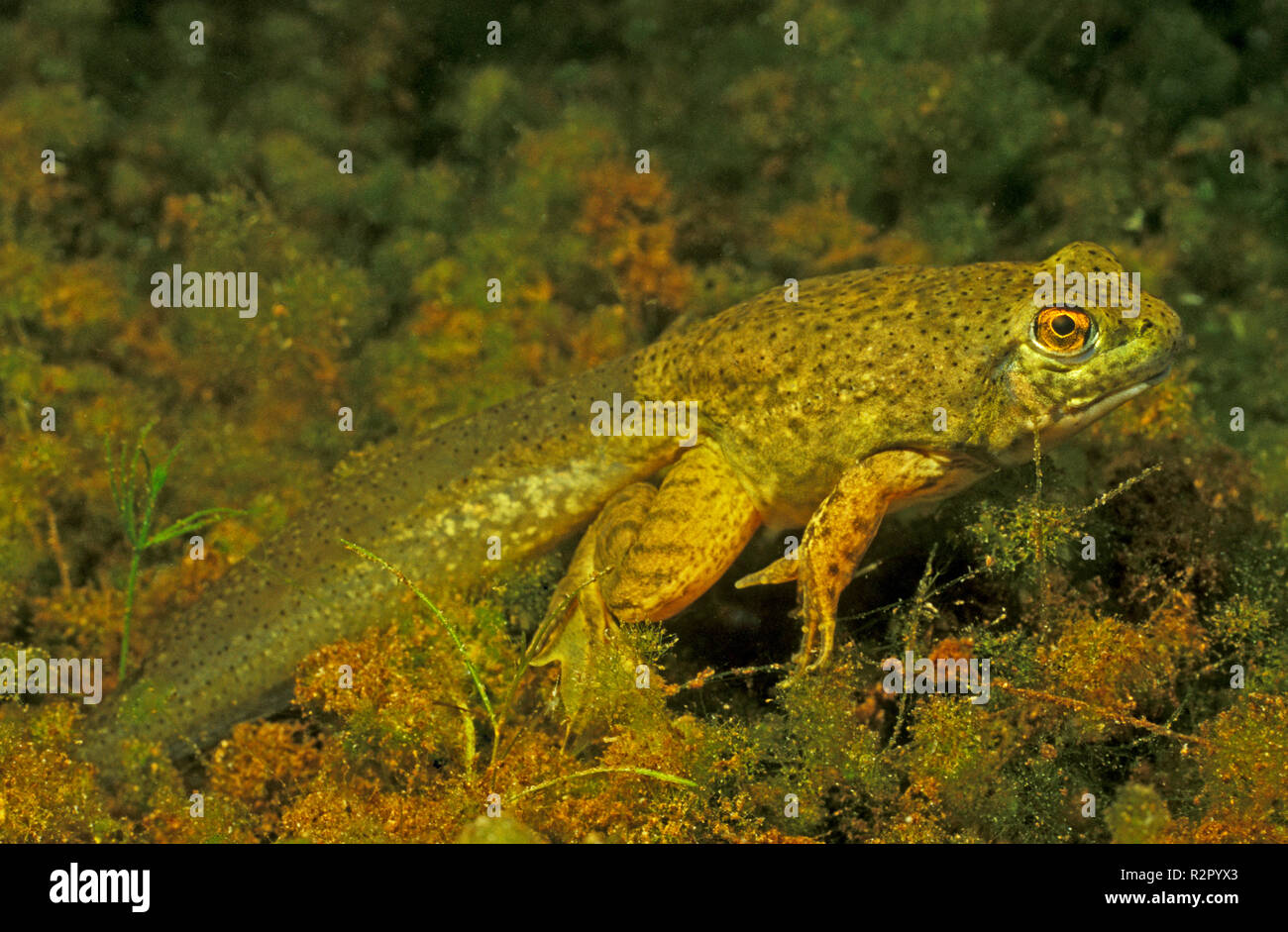 Bullfrog tadpole in a flooded gravel pit, Germany Stock Photo