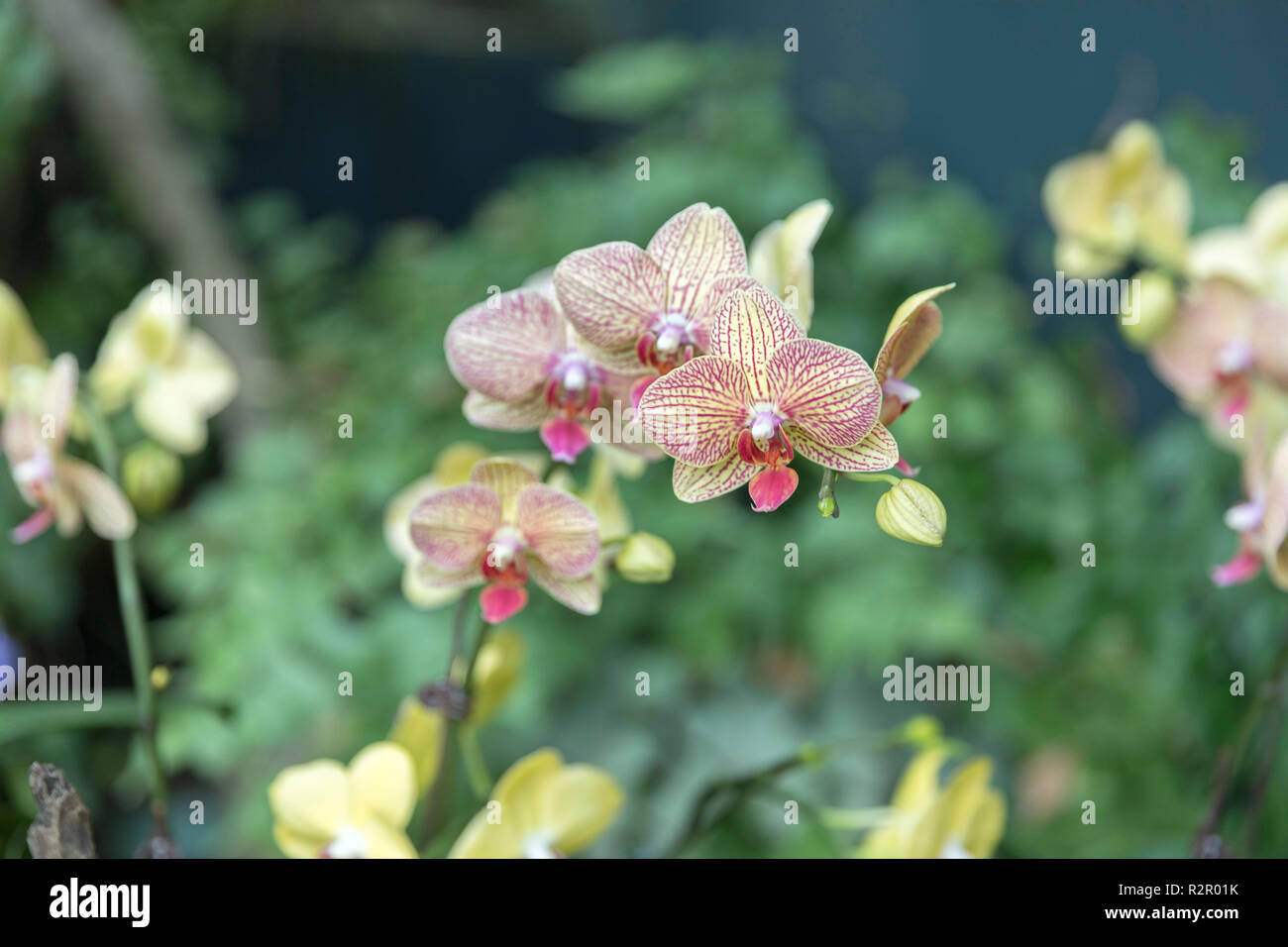 Singapore, Gardens by the Bay, Cloud Forest Dome, orchid flowers Stock Photo