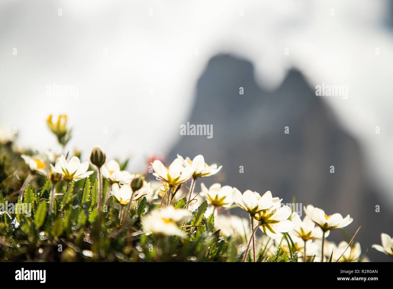 Italy, Dolomites, Hochpustertal Valley, Naturpark Drei Zinnen (Three Peaks of Lavaredo Nature Park), Alpine flowers Stock Photo