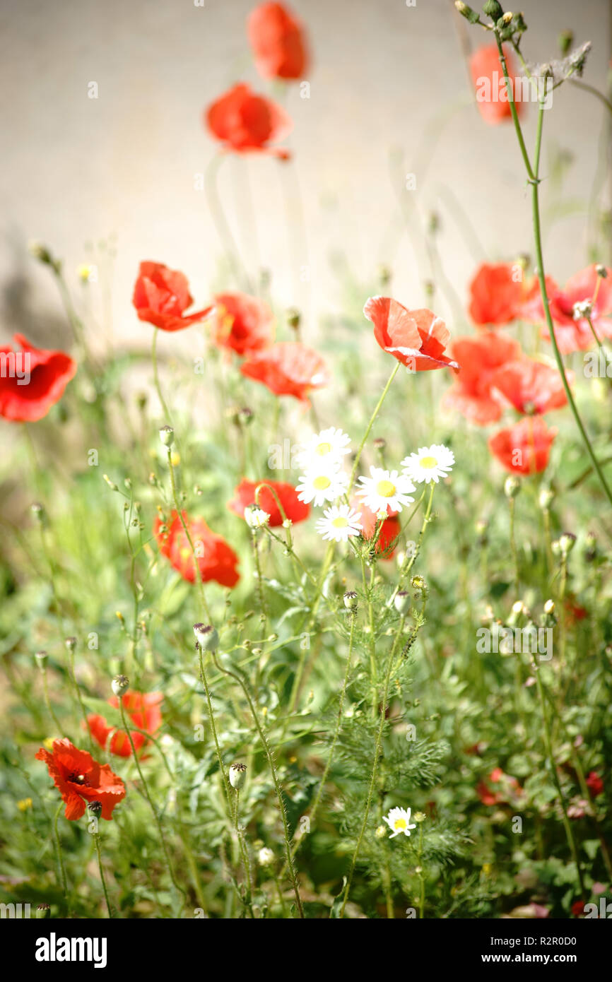 Poppy flower, bright red in the sunshine, white daisies, wall in the background Stock Photo