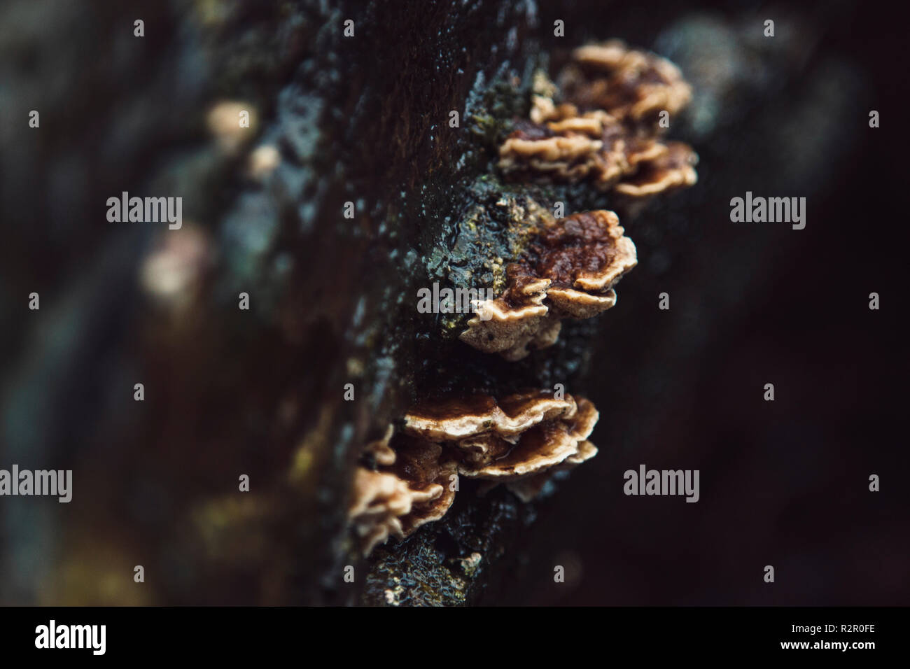 Tree fungi after rainfall Stock Photo