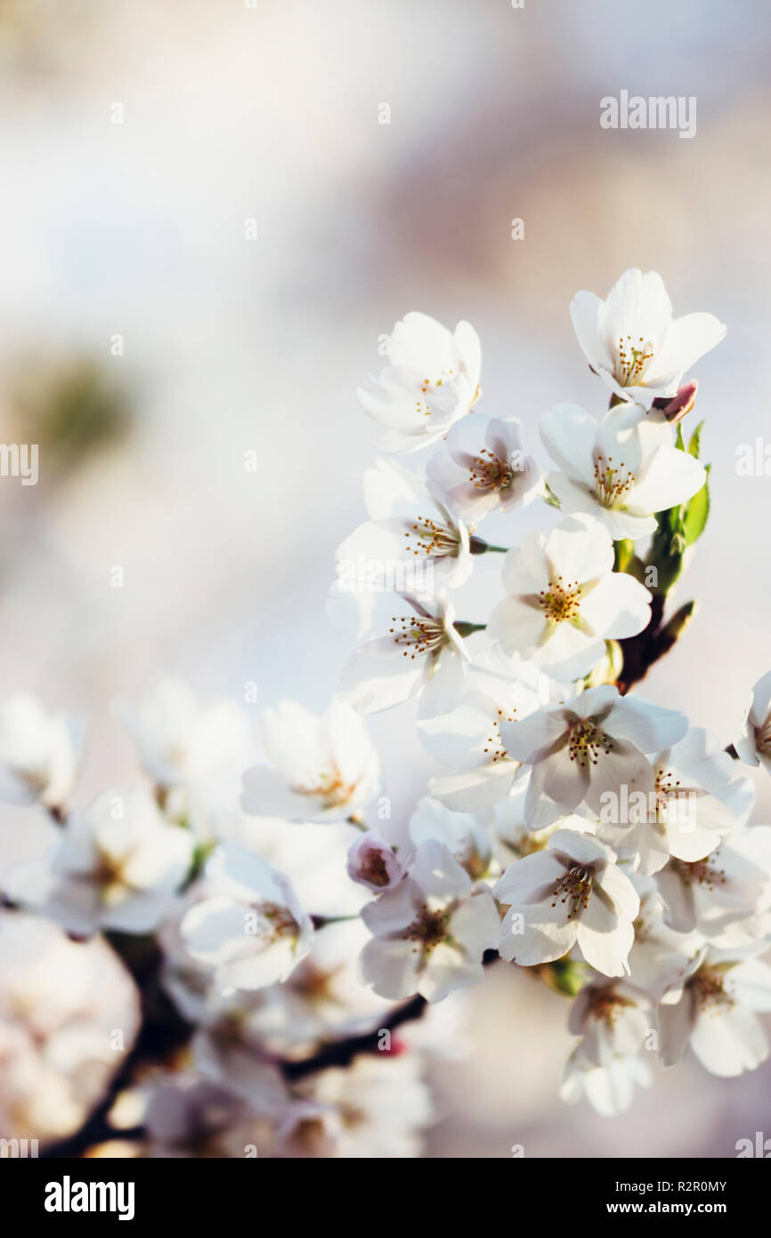 Delicate pink blossoms in spring Stock Photo
