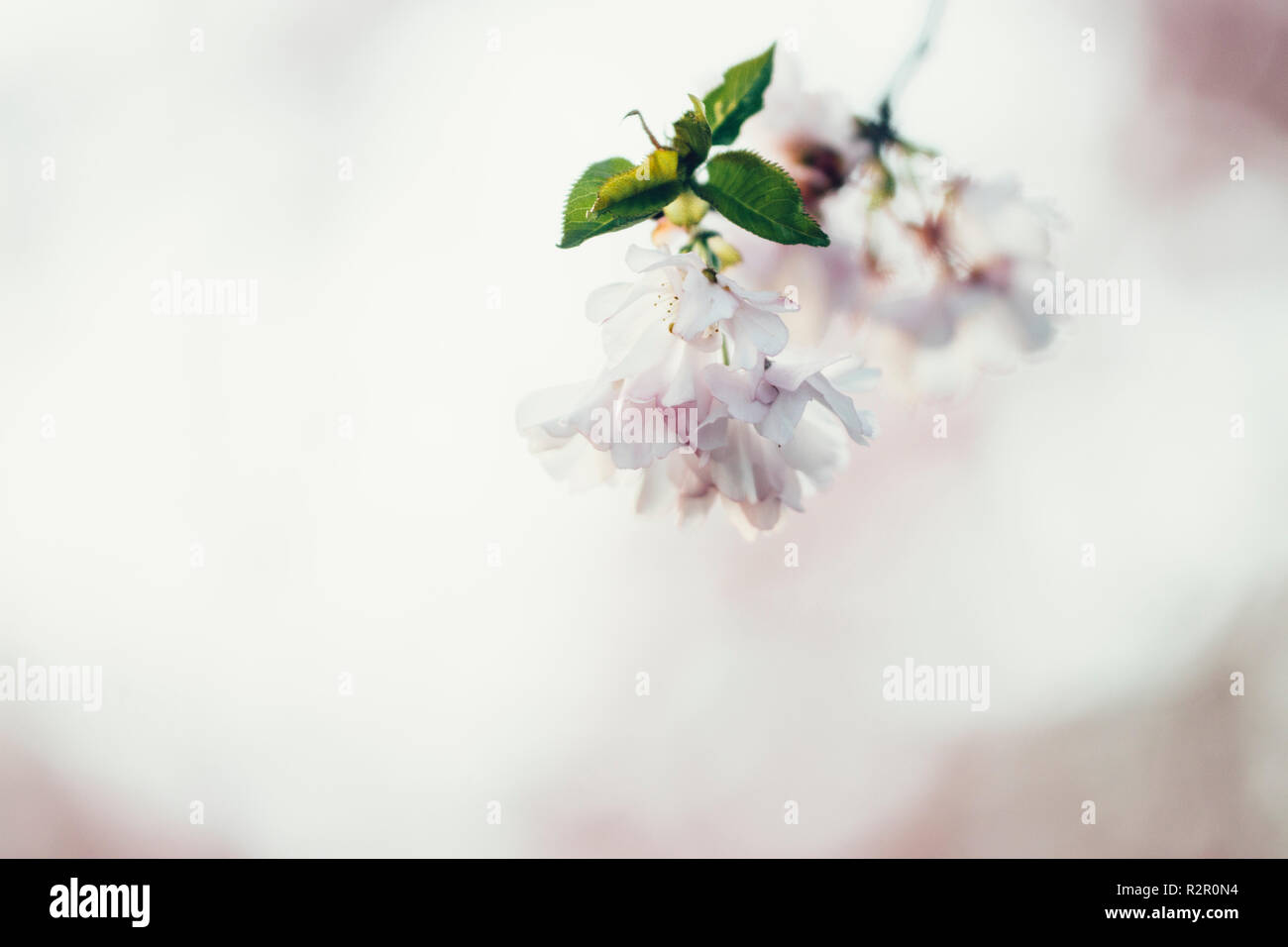 Delicate pink blossoms in spring Stock Photo