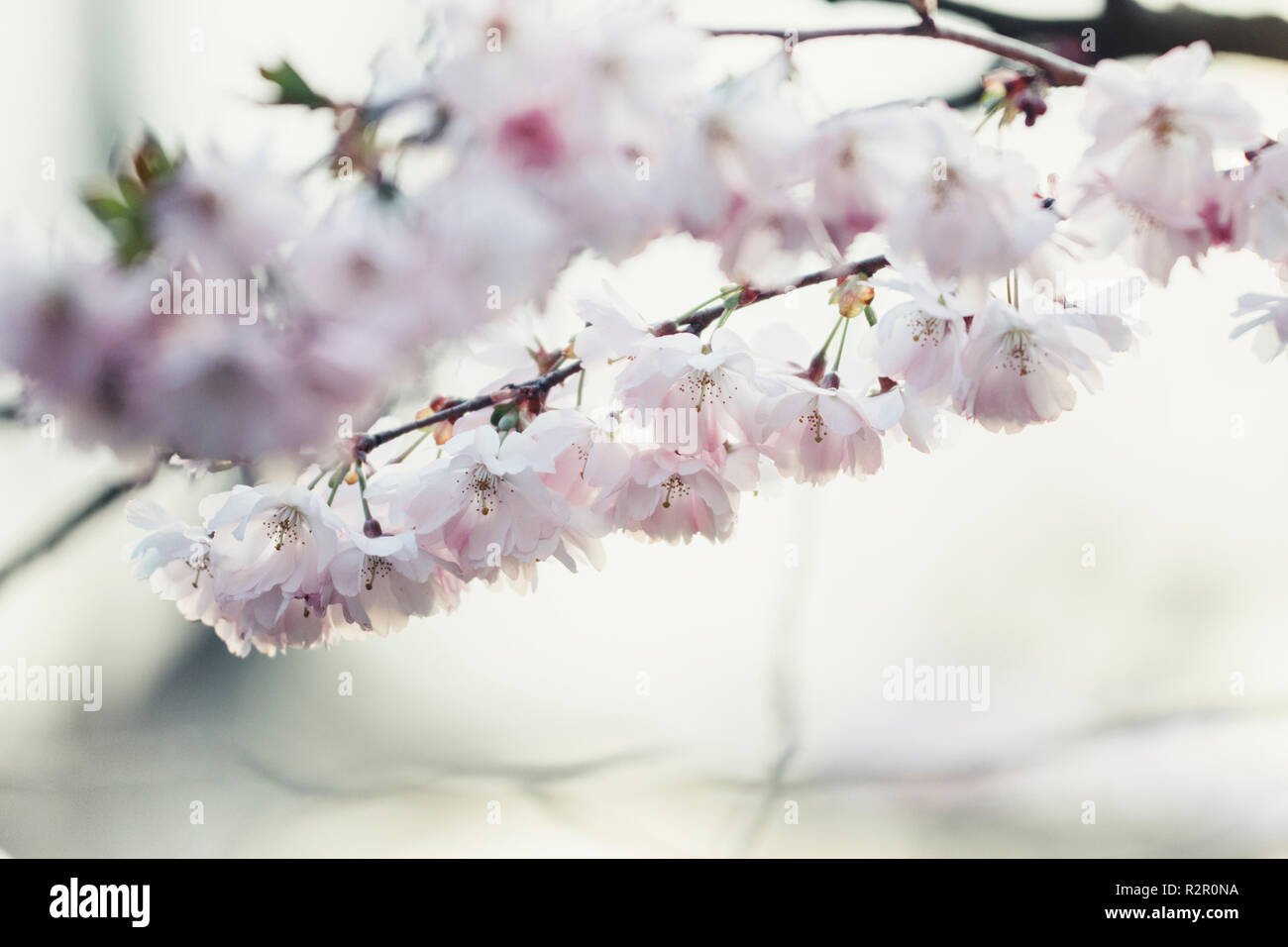 Delicate pink blossoms in spring Stock Photo