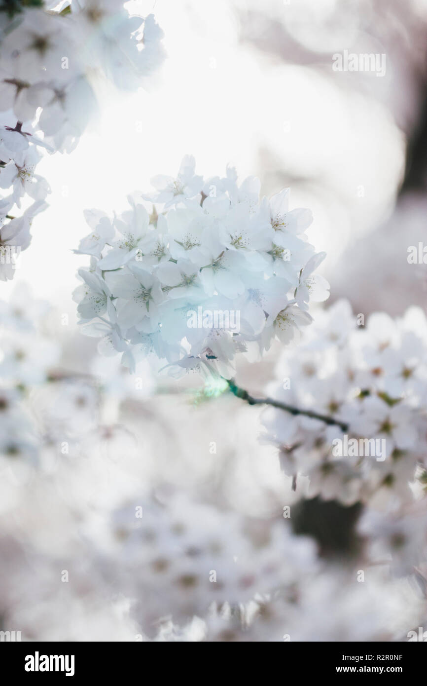 White cherry blossoms hi-res stock photography and images - Alamy