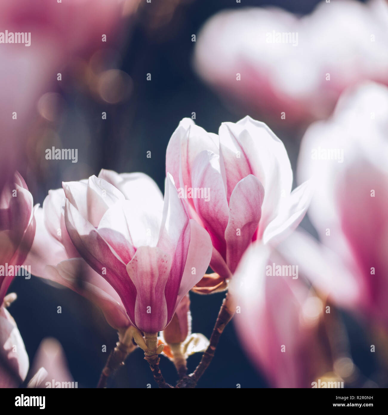 Magnolia flowers in spring Stock Photo - Alamy