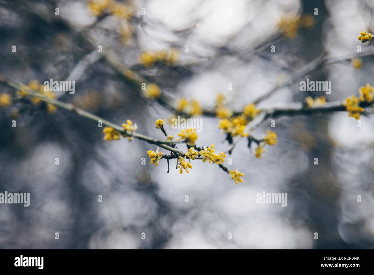 First flowers in early March Stock Photo Alamy