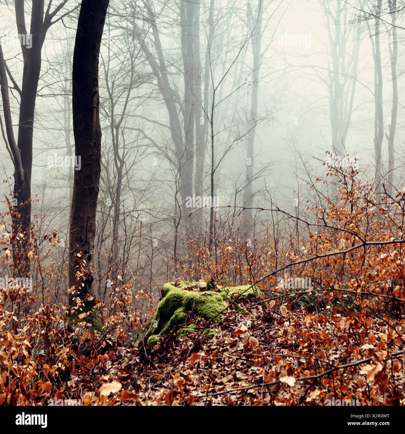 Teutoburg Forest, fog Stock Photo