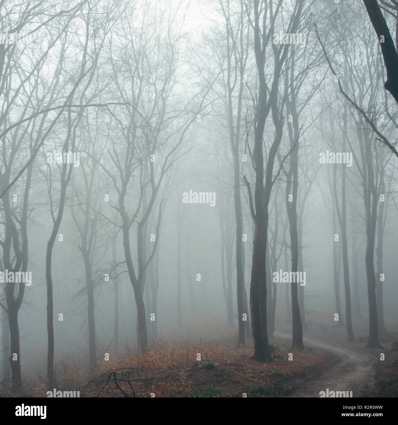 Teutoburg Forest, fog Stock Photo