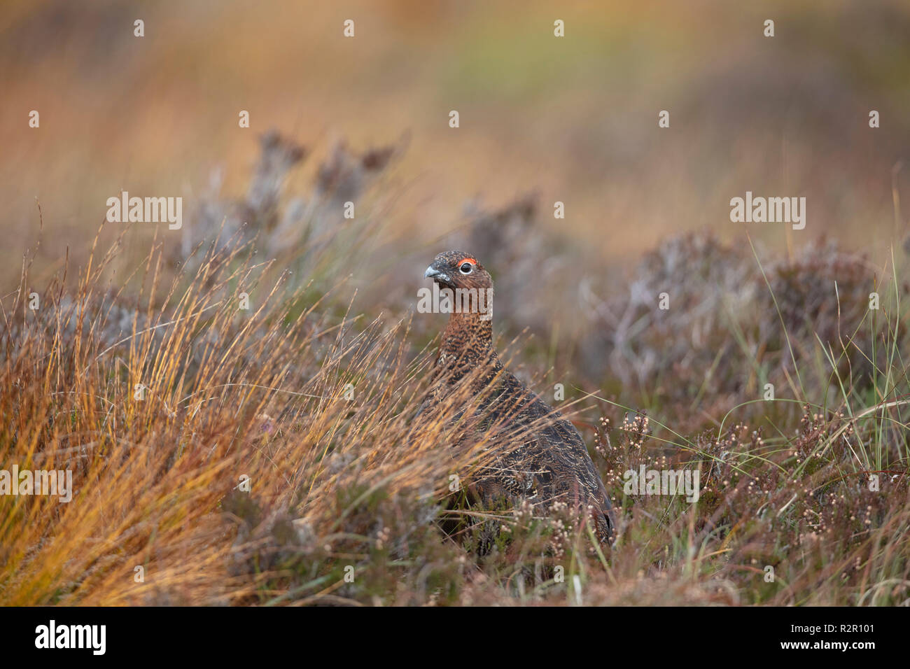 red grouse in scotland Stock Photo