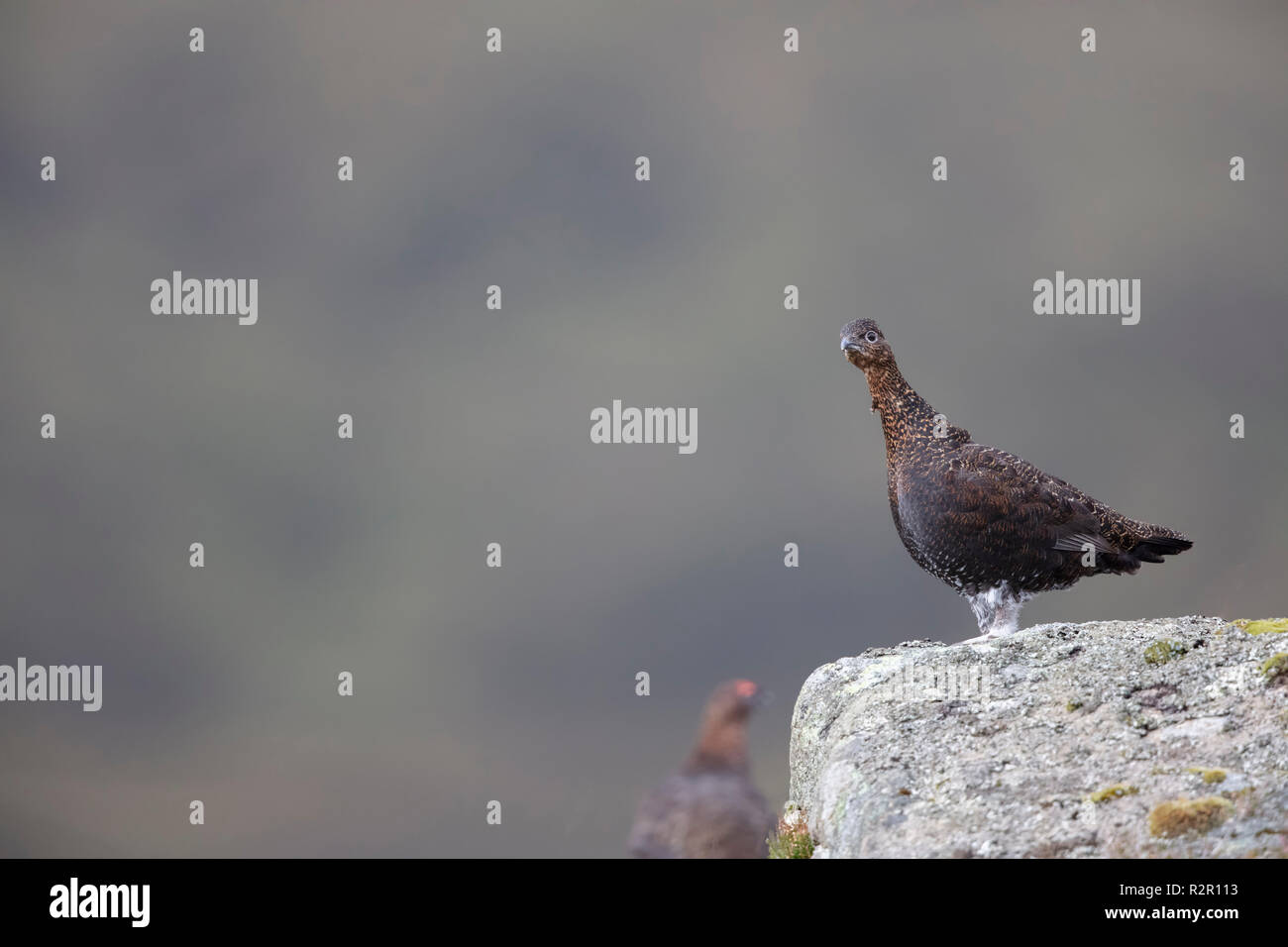 Red grouse in scotland Stock Photo