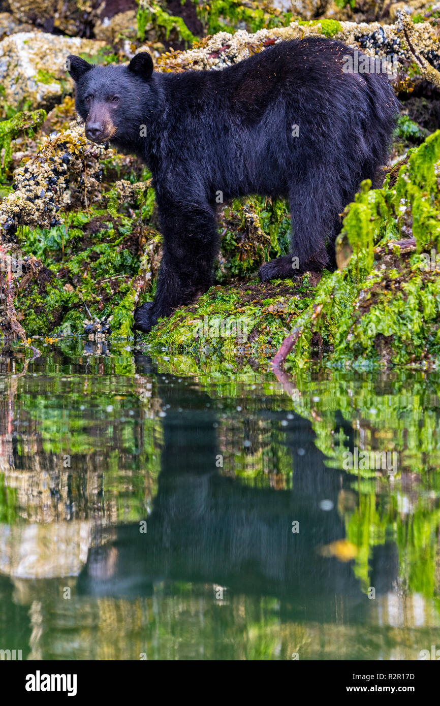 Black bear (Ursus americanus) standing along a cliff at low tide in Knight Inlet, beautiful British Columbia, Canada Stock Photo