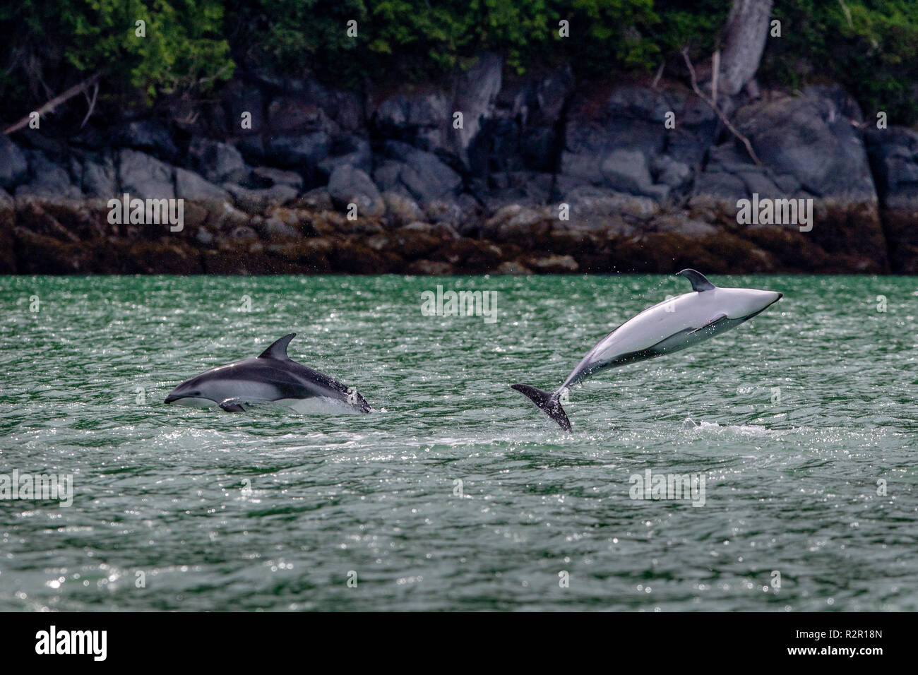 2 pacific white sided dolphins jumping close to shore in Knight Inlet, First Nations Territory, British Columbia, Canada Stock Photo