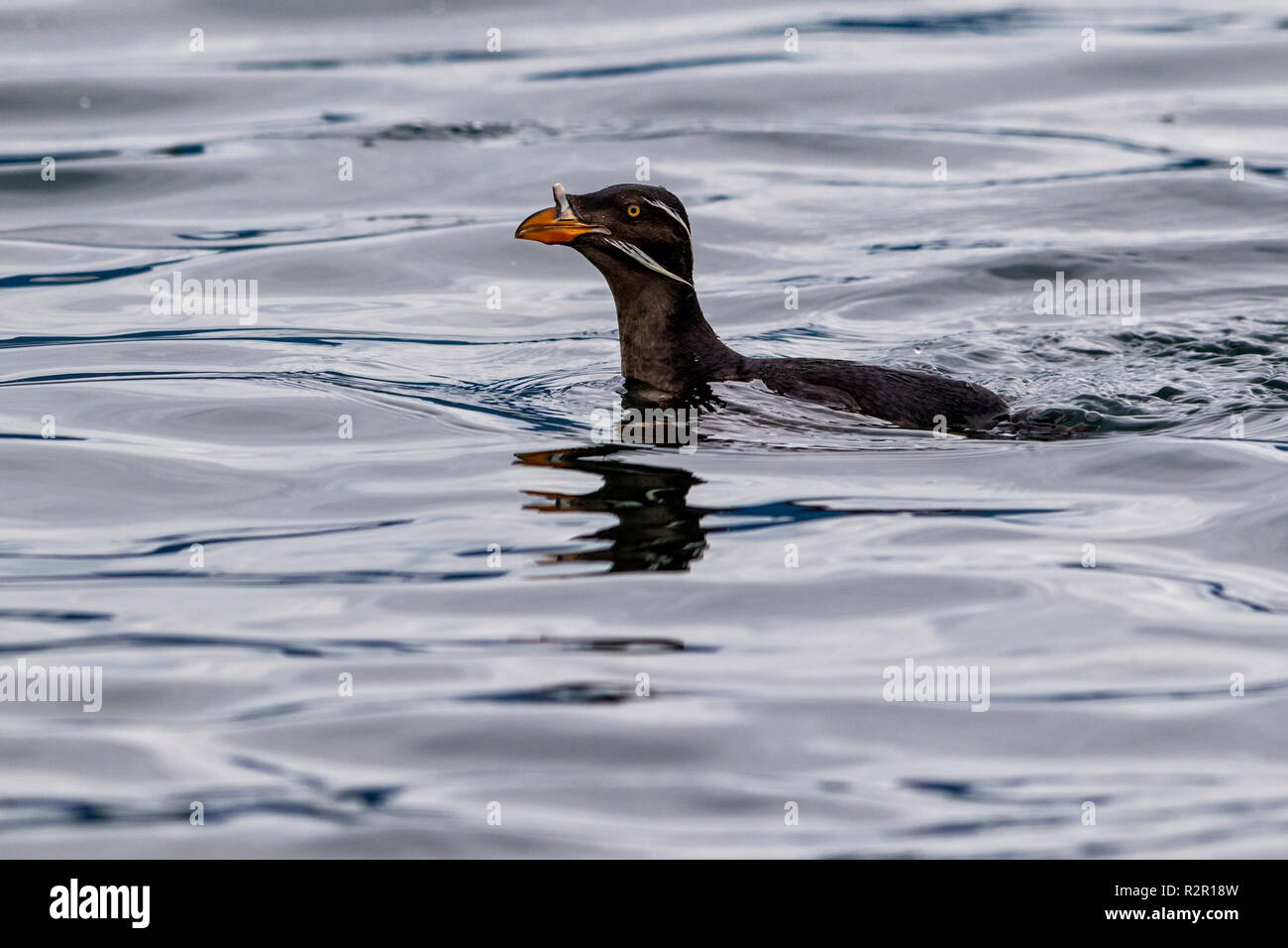 Rhinocerous auklet in Queen Charlotte Sound, First Nations Territory, British Columbia, Canada Stock Photo