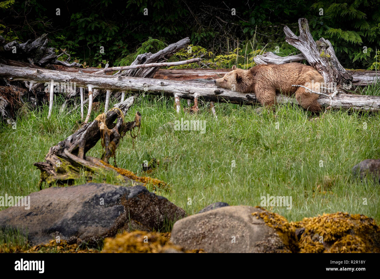 Grizzly bear sleeping in Glendale Cove, Knight Inlet, First Nations Territory, British Columbia, Canada Stock Photo
