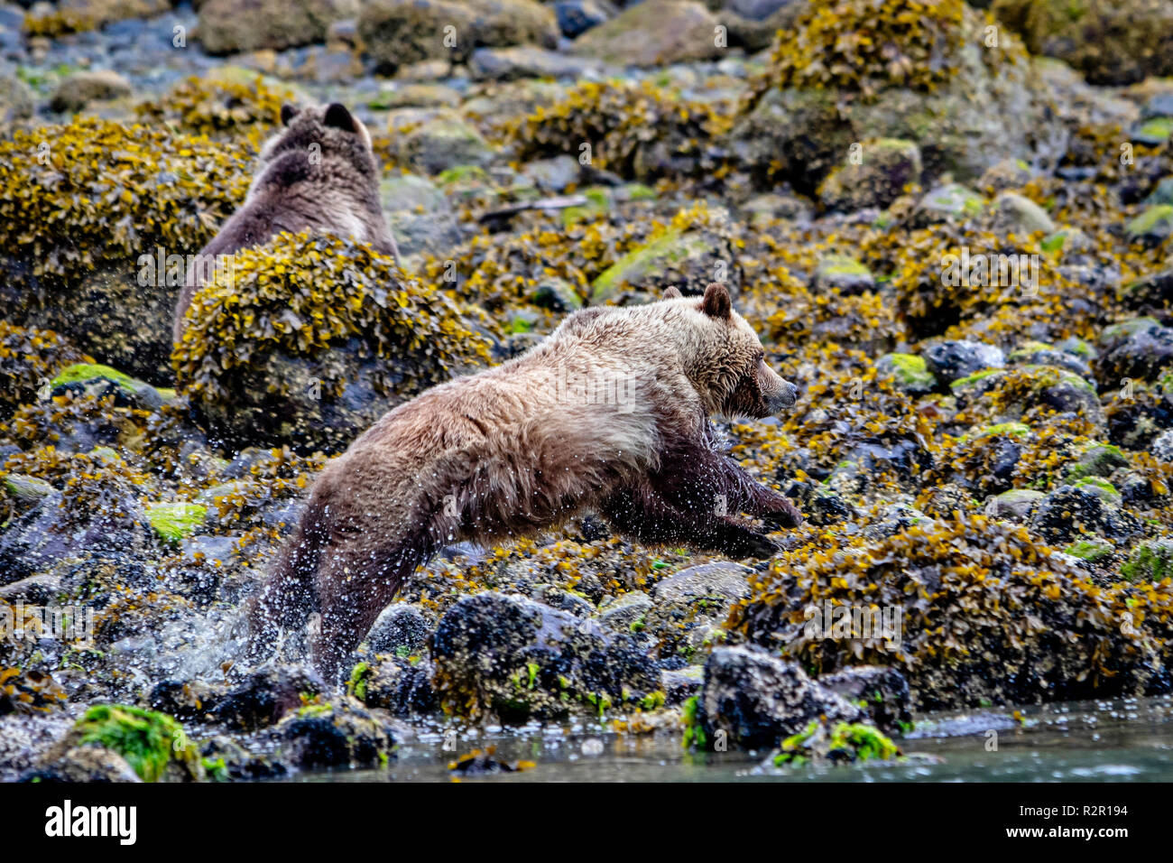 Grizzly bear (Ursus arctos) in Knight Inlet, First Nations Territory, British Columbia, Canada Stock Photo