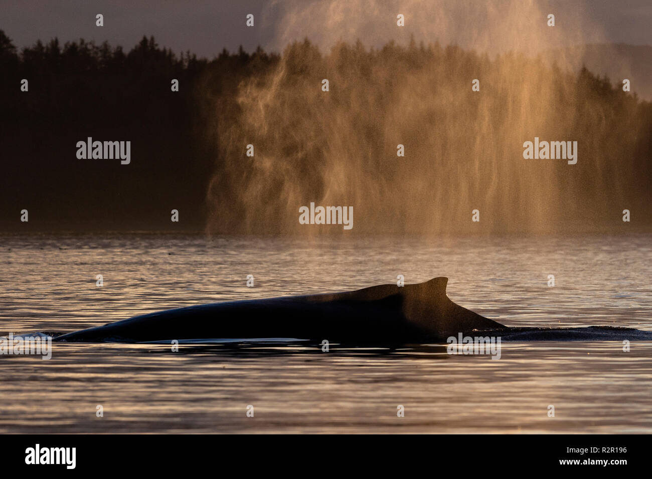 Humpback whale exhailing near an island in the Broughton Archipelago, First Nations Territory, British Columbia, Canada Stock Photo
