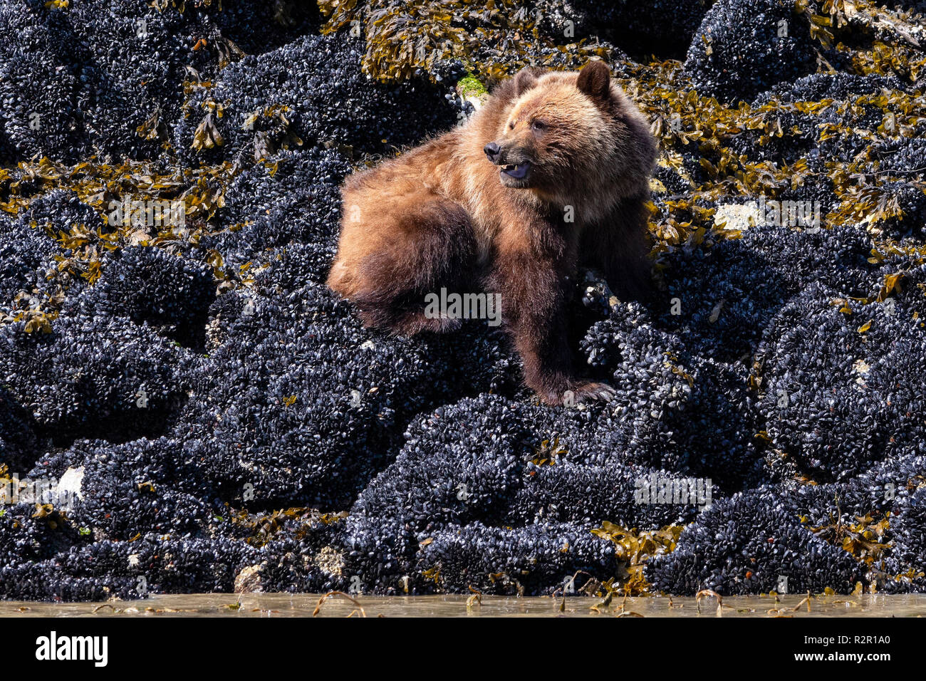 Grizzly bear along the Knight Inlet shoreline at low tide, First Nations Territory, British Columbia, Canada Stock Photo