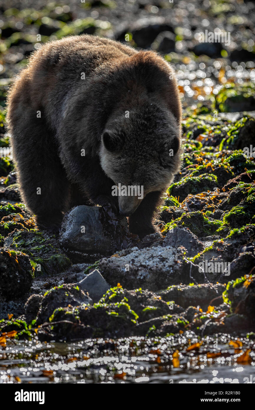 Grizzly bear foraging at low tide along the tideline in Knight Inlet, First Nations Territory, British Columbia, Canada Stock Photo