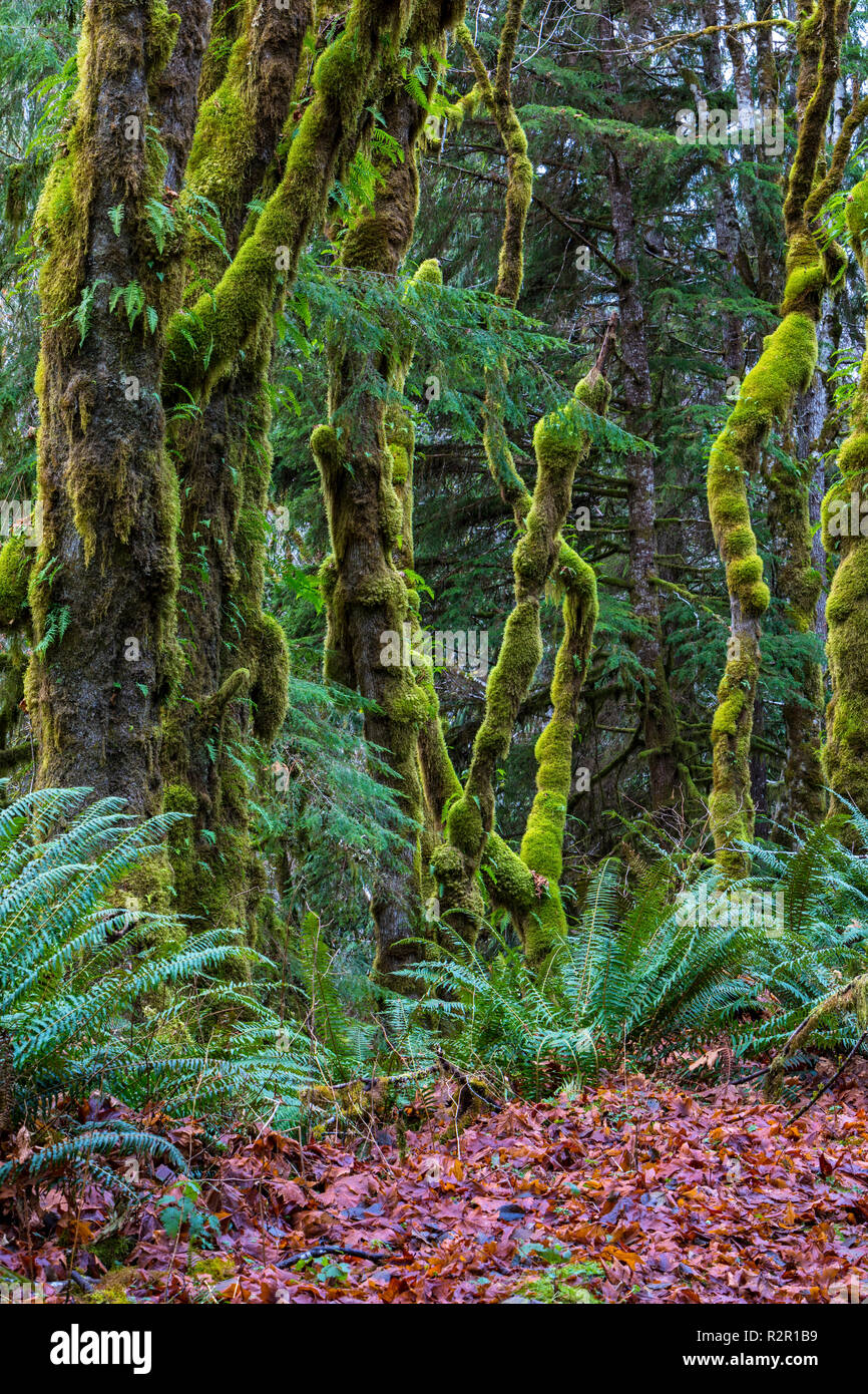 Maple trees covered in a layer of winter moss along Nimpkish Lake, First Nations Territory, British Columbia, Canada Stock Photo