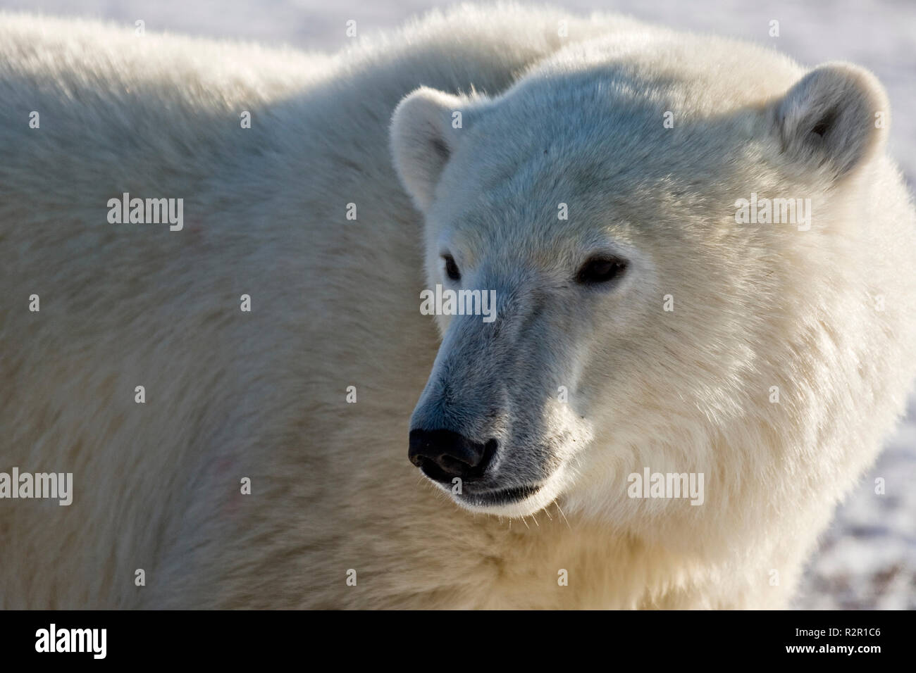 Polar Bear, Ursus maritimus, near Camp Nanuq, Hudson Bay, Churchill, Manitoba, Canada Stock Photo