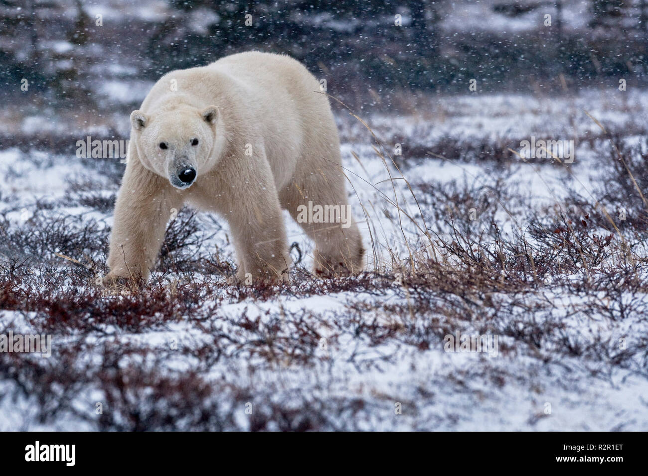 Polar Bear, Ursus maritimus, walking on the tundra near the shores of Hudson Bay, Churchill, Manitoba, Canada Stock Photo