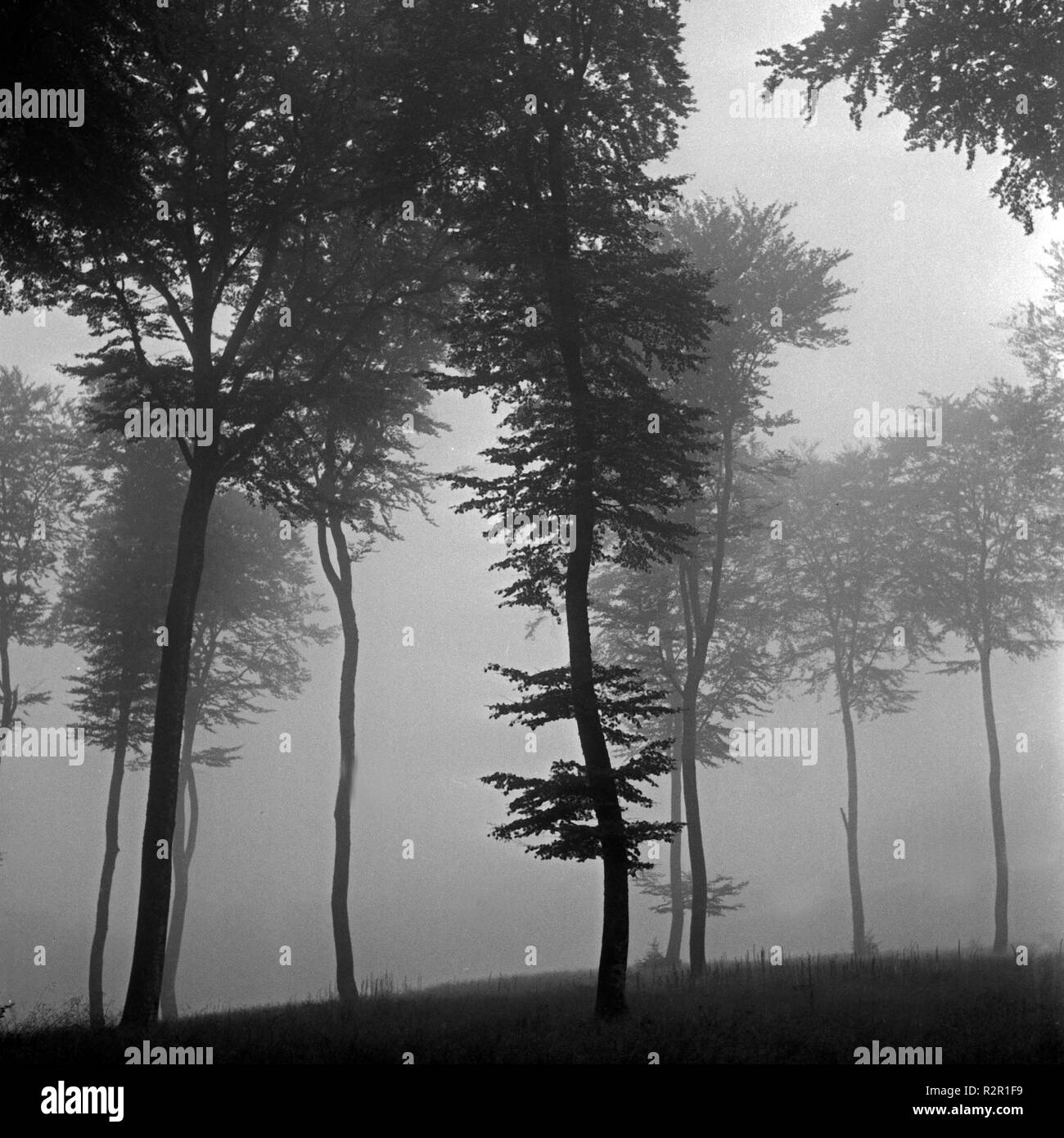 Foggy forest in fall at Weinfeld near Daun in the Eifel region, Germany 1930s. Stock Photo