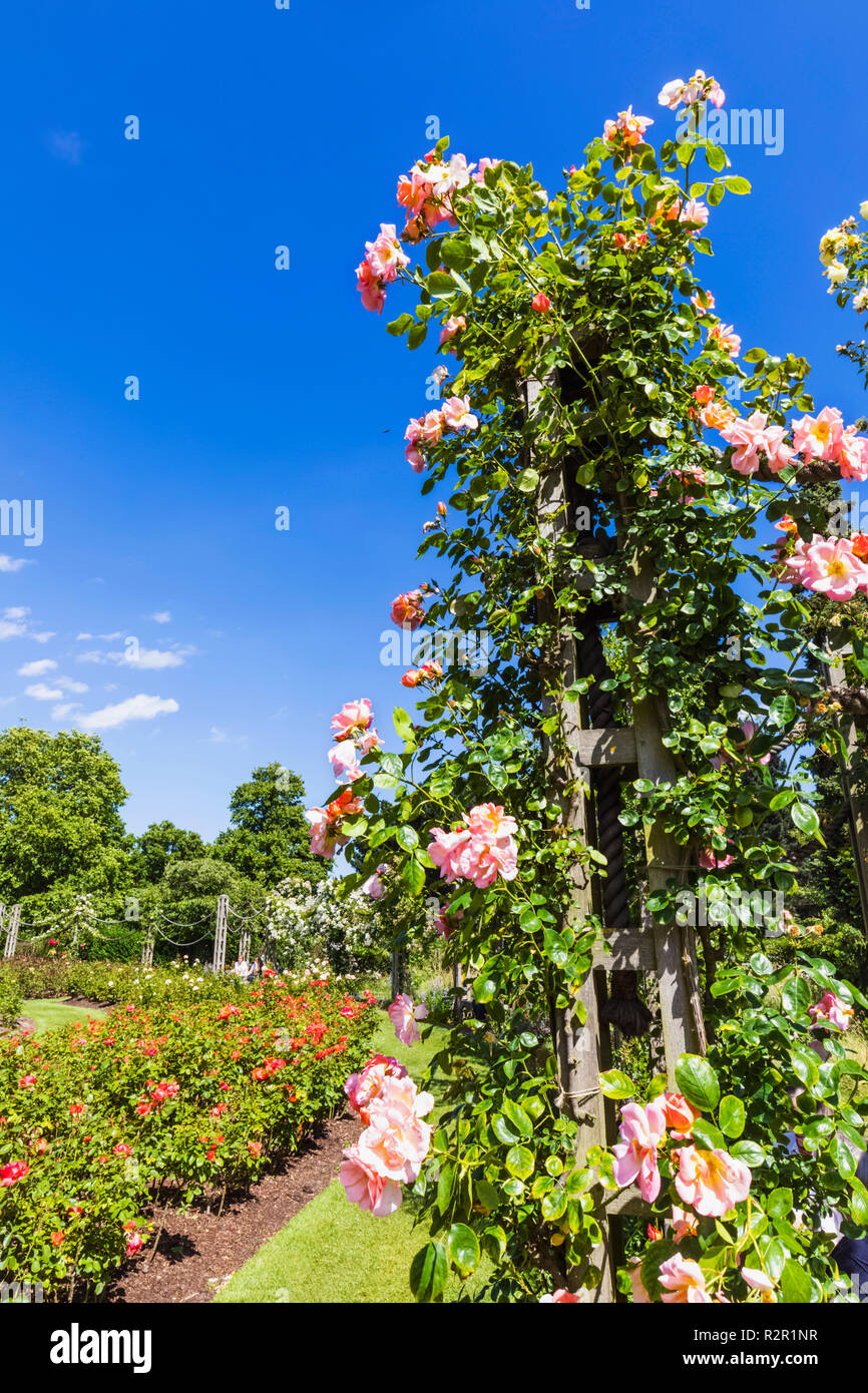 England, London, Regents Park, Queen Mary's Gardens, Roses Stock Photo