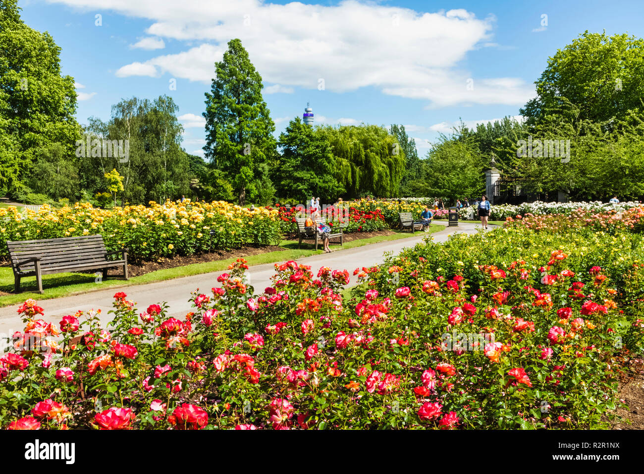 England, London, Regents Park, Queen Mary's Gardens, Roses Stock Photo