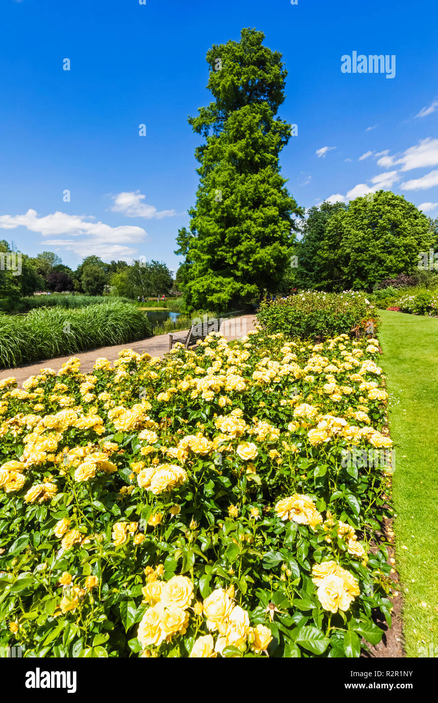 Rose garden queen marys gardens hires stock photography and images Alamy